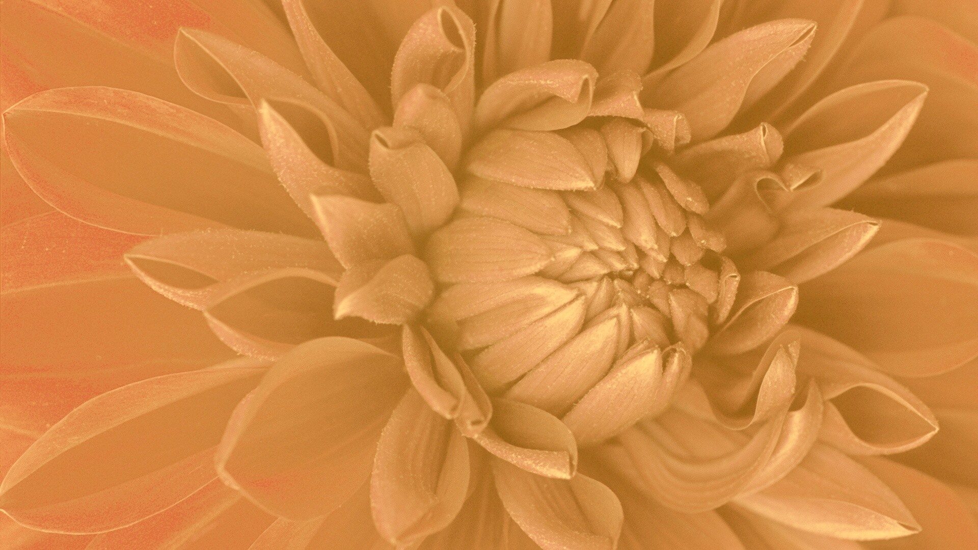 Цветок обои