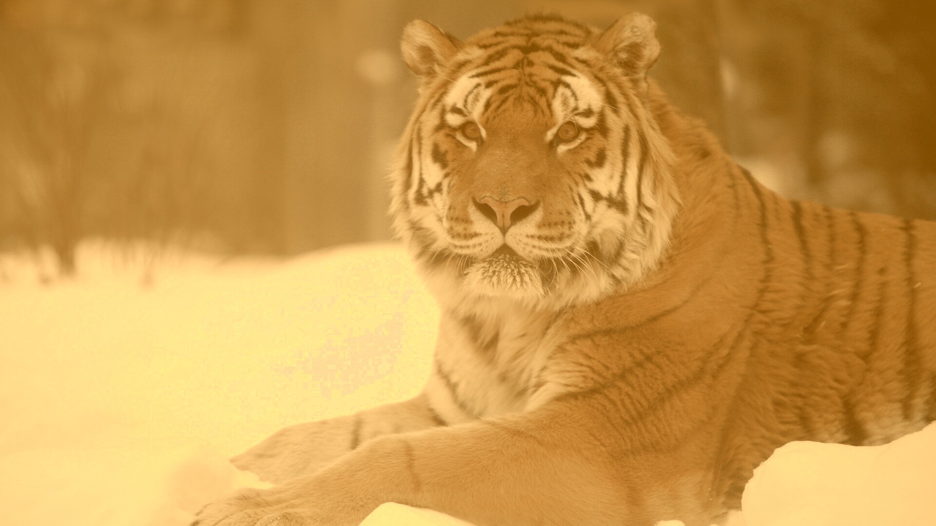 Тигр в снегу обои