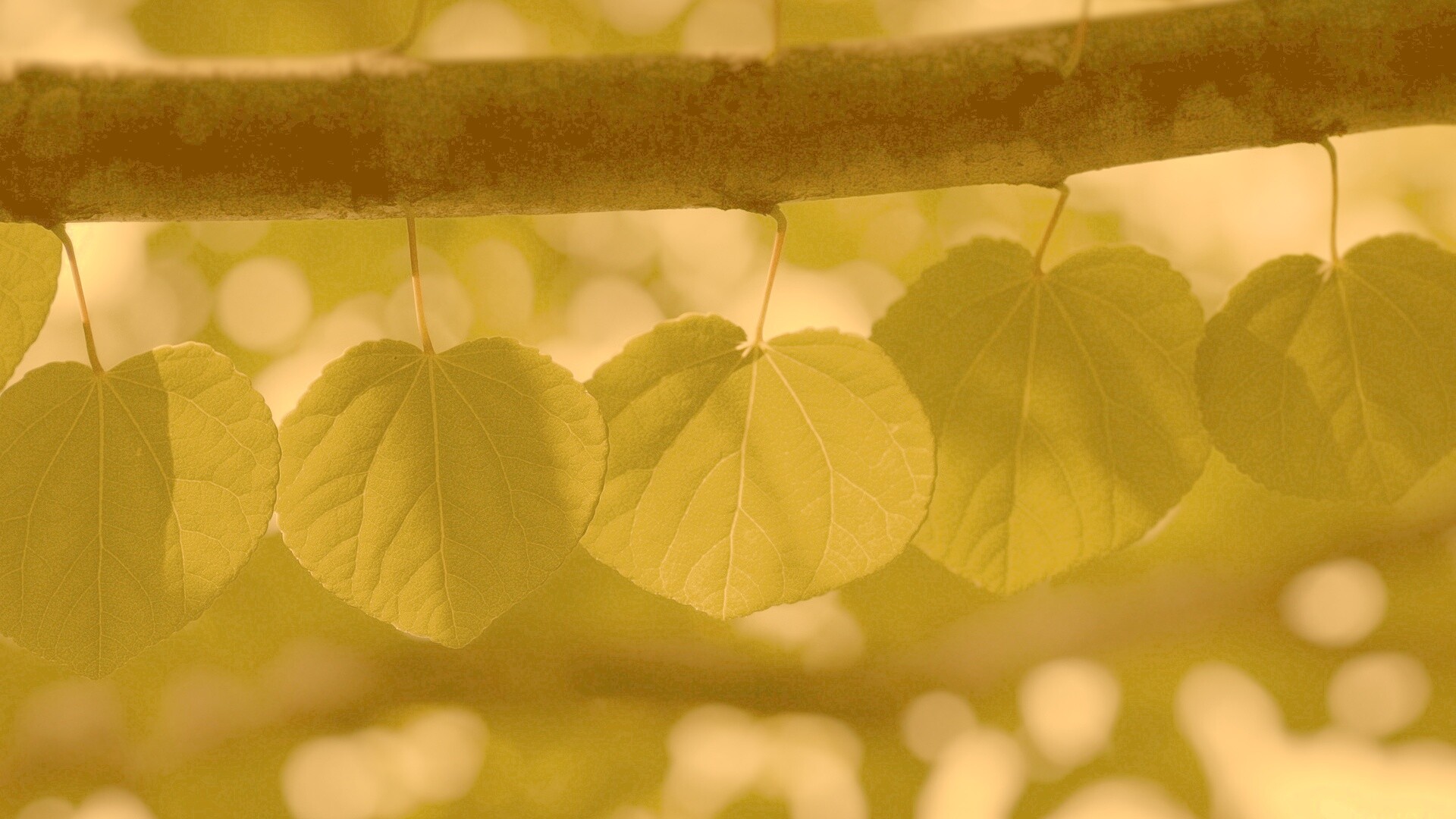 Ветка с зелеными листочками обои