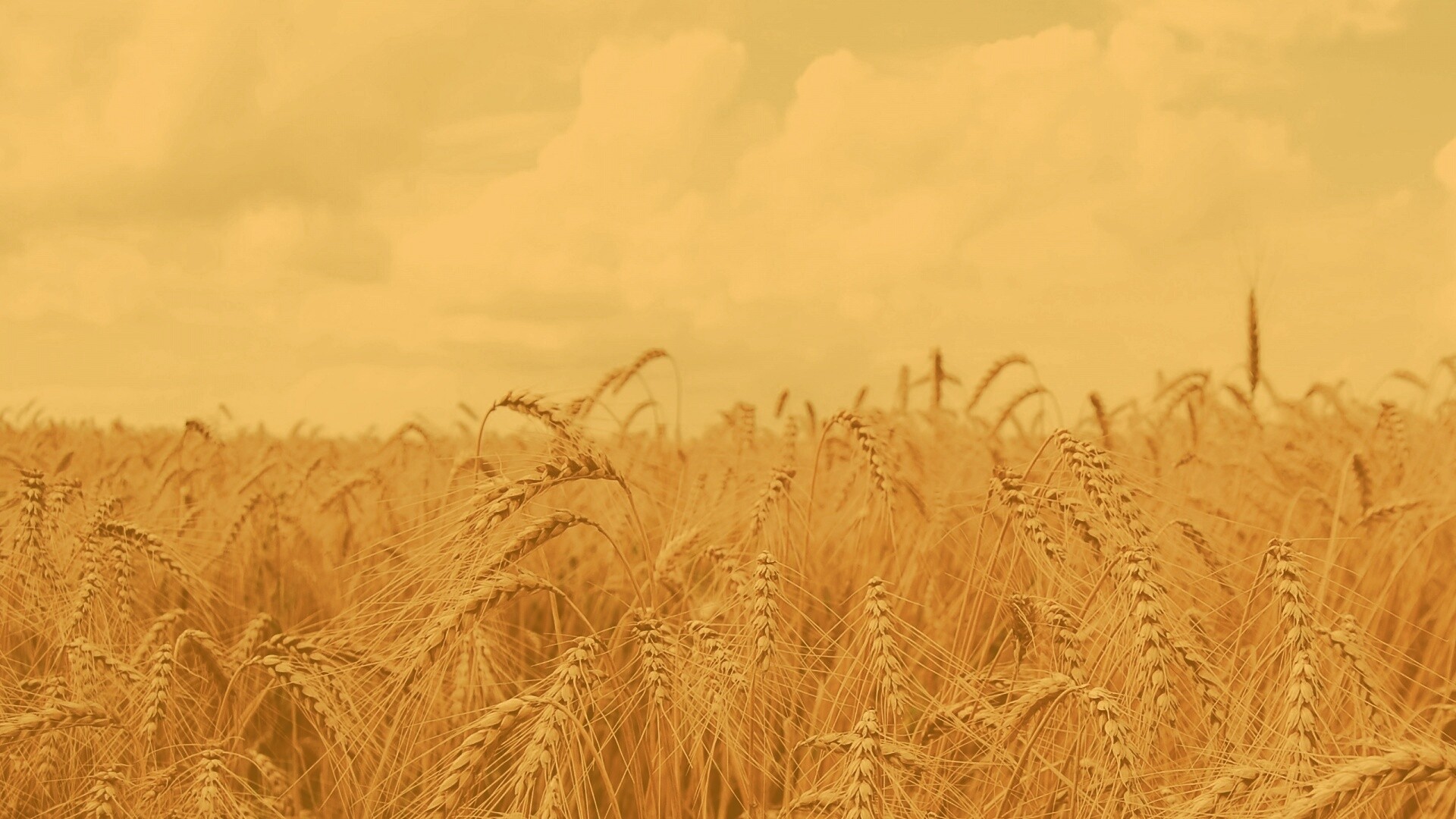 Поле колосьев обои