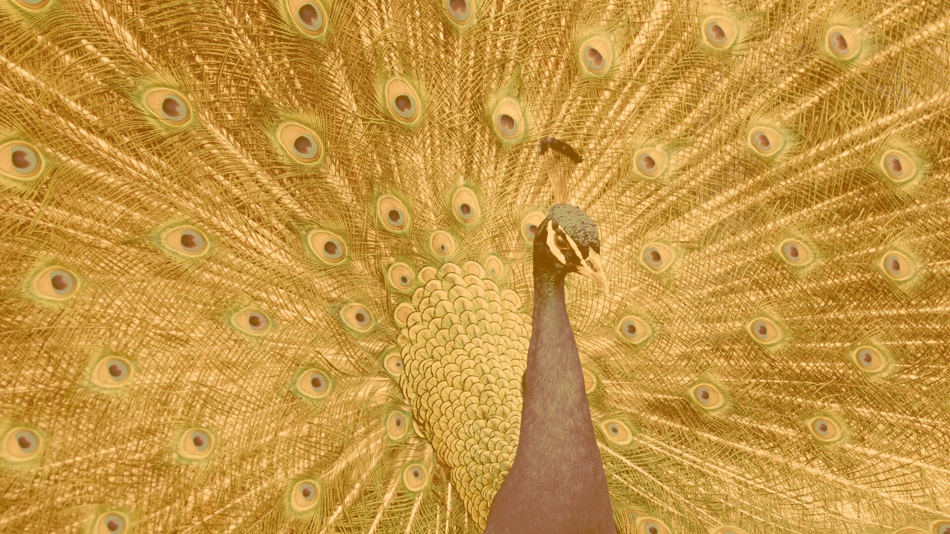 Красивый павлин обои