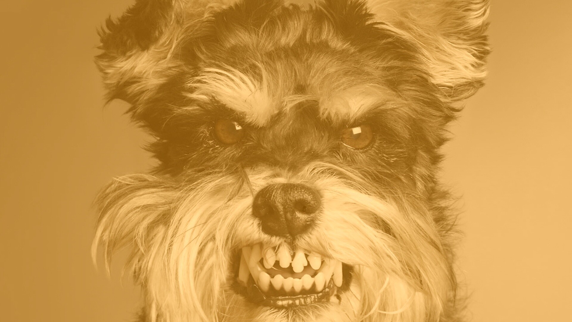 Терьер вне себя обои