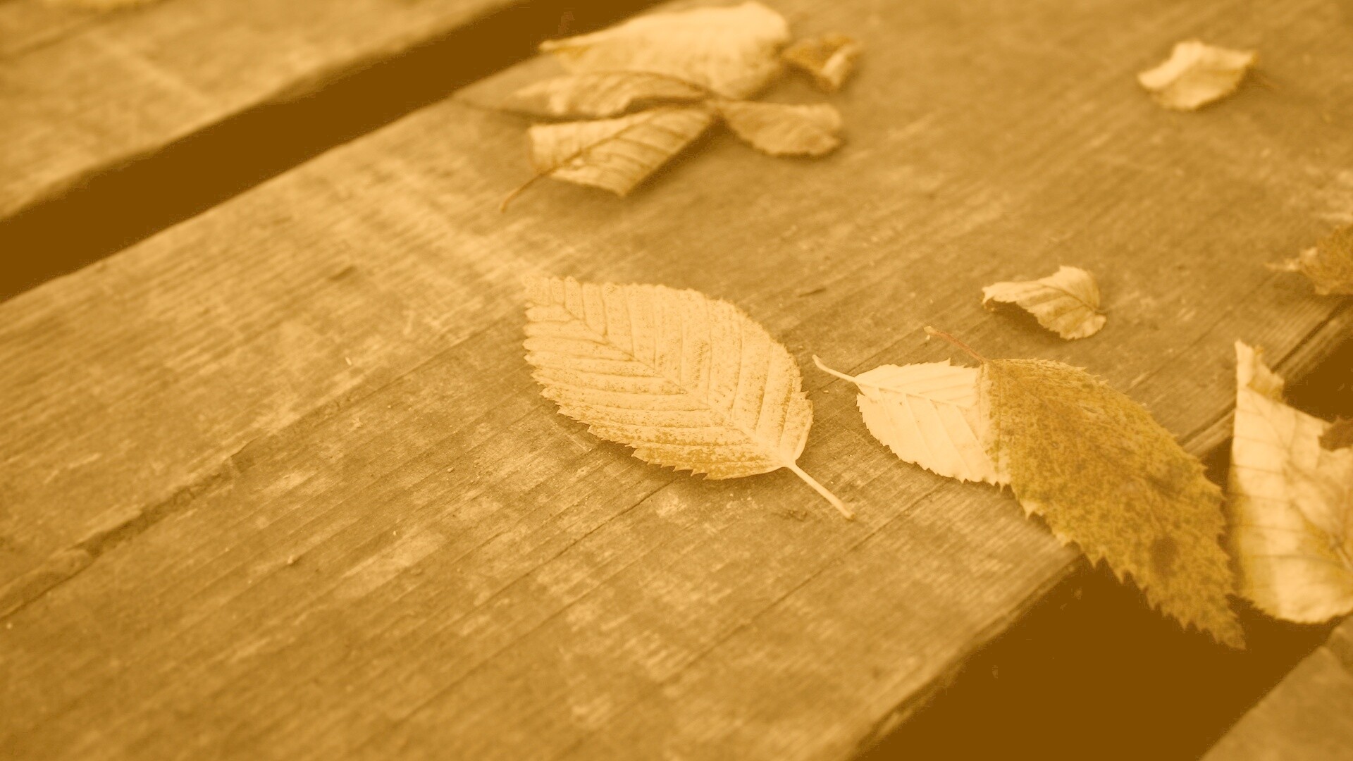 Опавшая листва обои