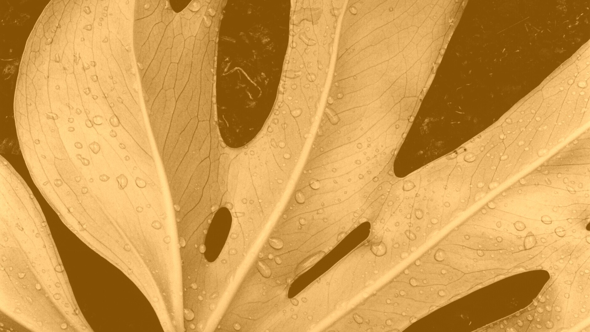 Белый лист обои