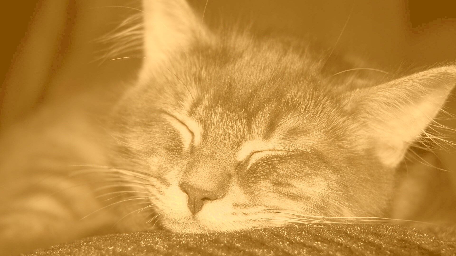 Спяший кот обои