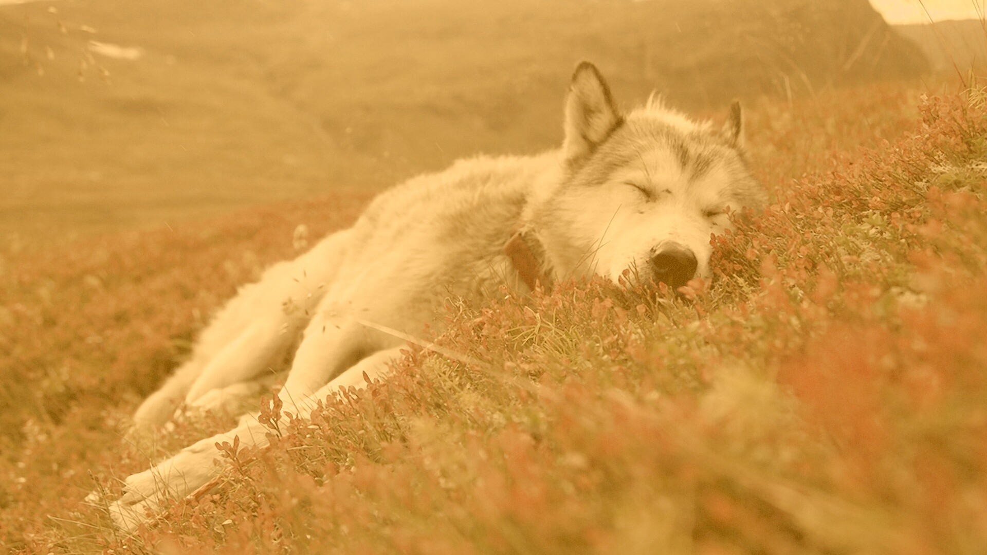 Лапа в цветах обои