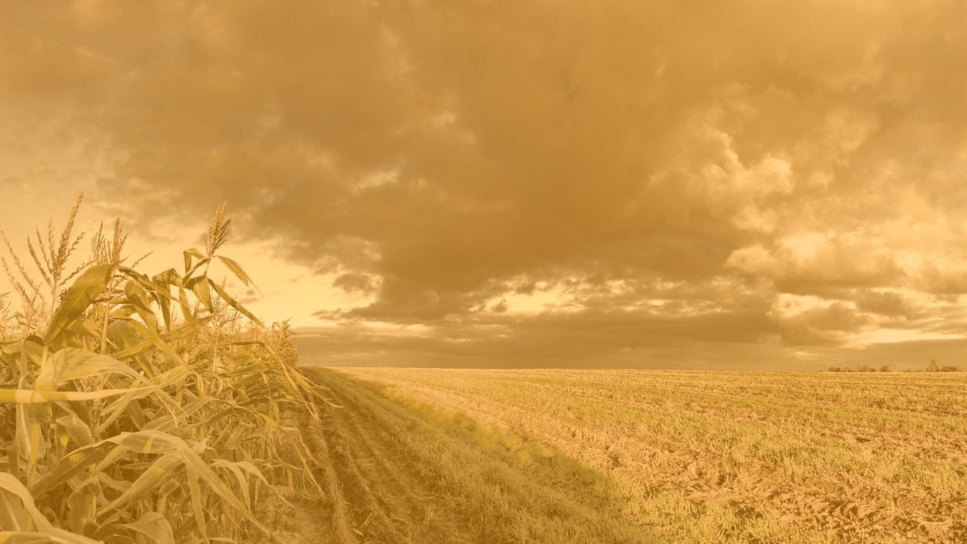 Кукурузное поле обои