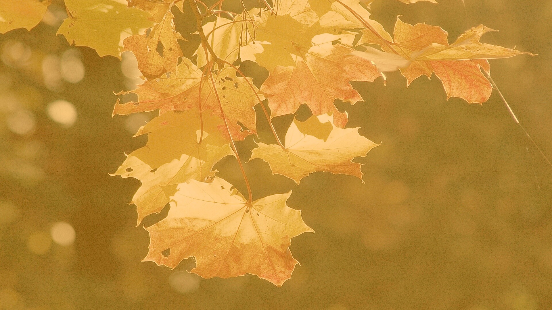 Колоритные осенние листья обои