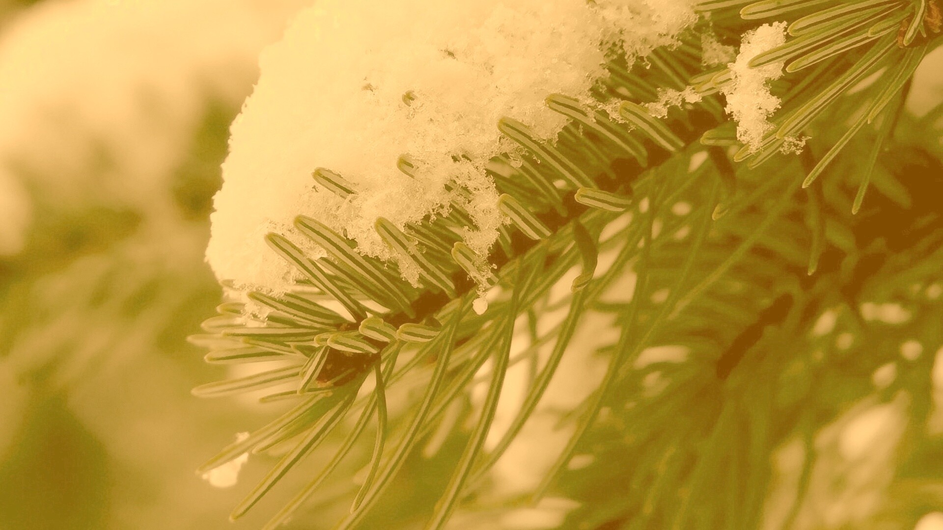 Хвойная ветка вся в снегу обои