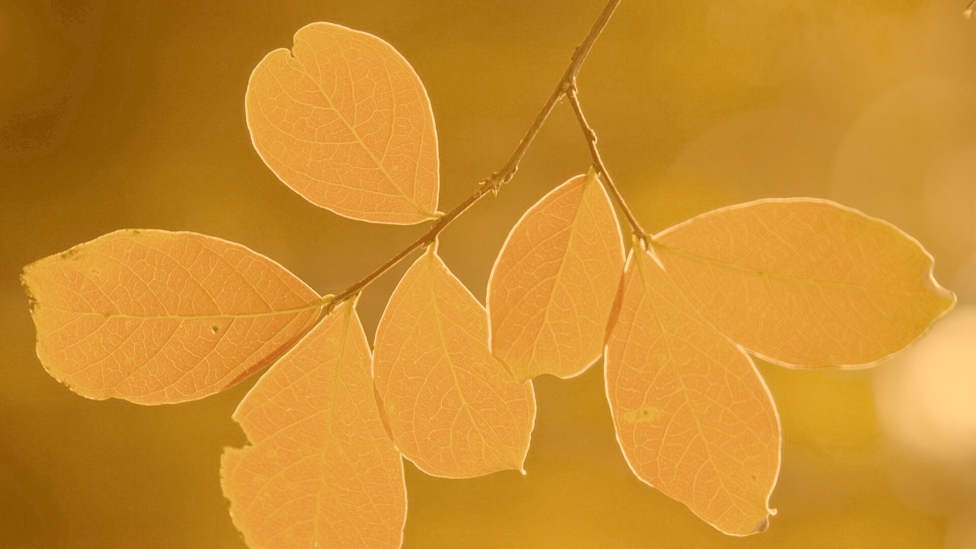 Ветка с оранжевыми листьями обои