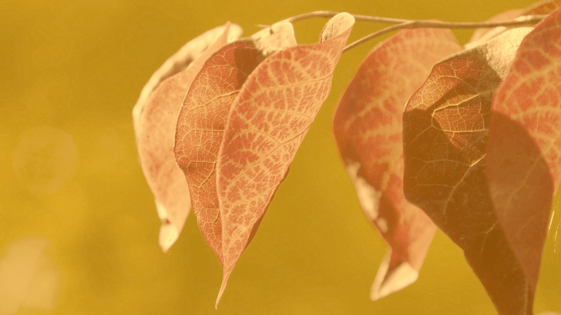 Ветка красных листьев обои