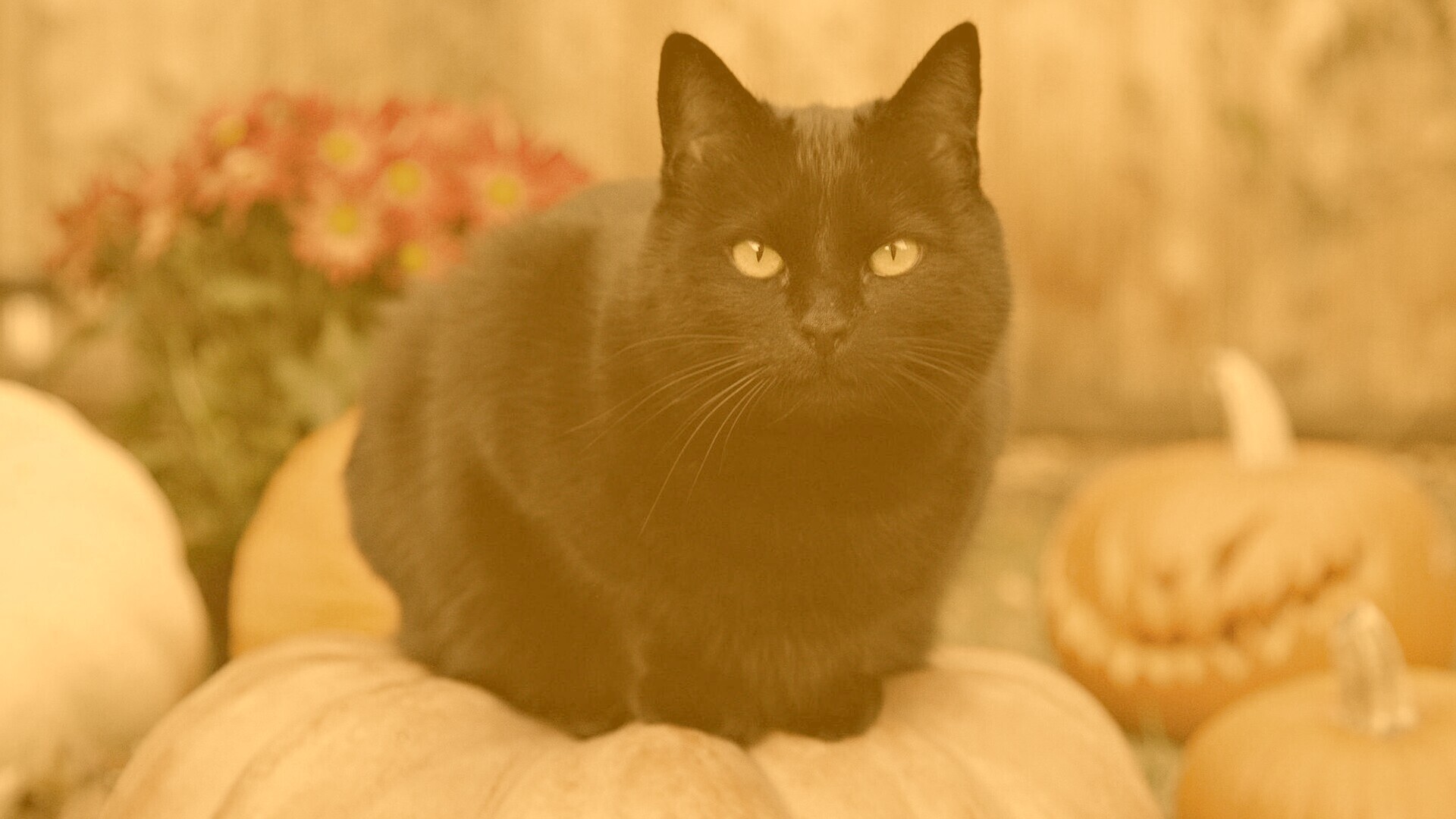 Чёрный кот на тыкве обои