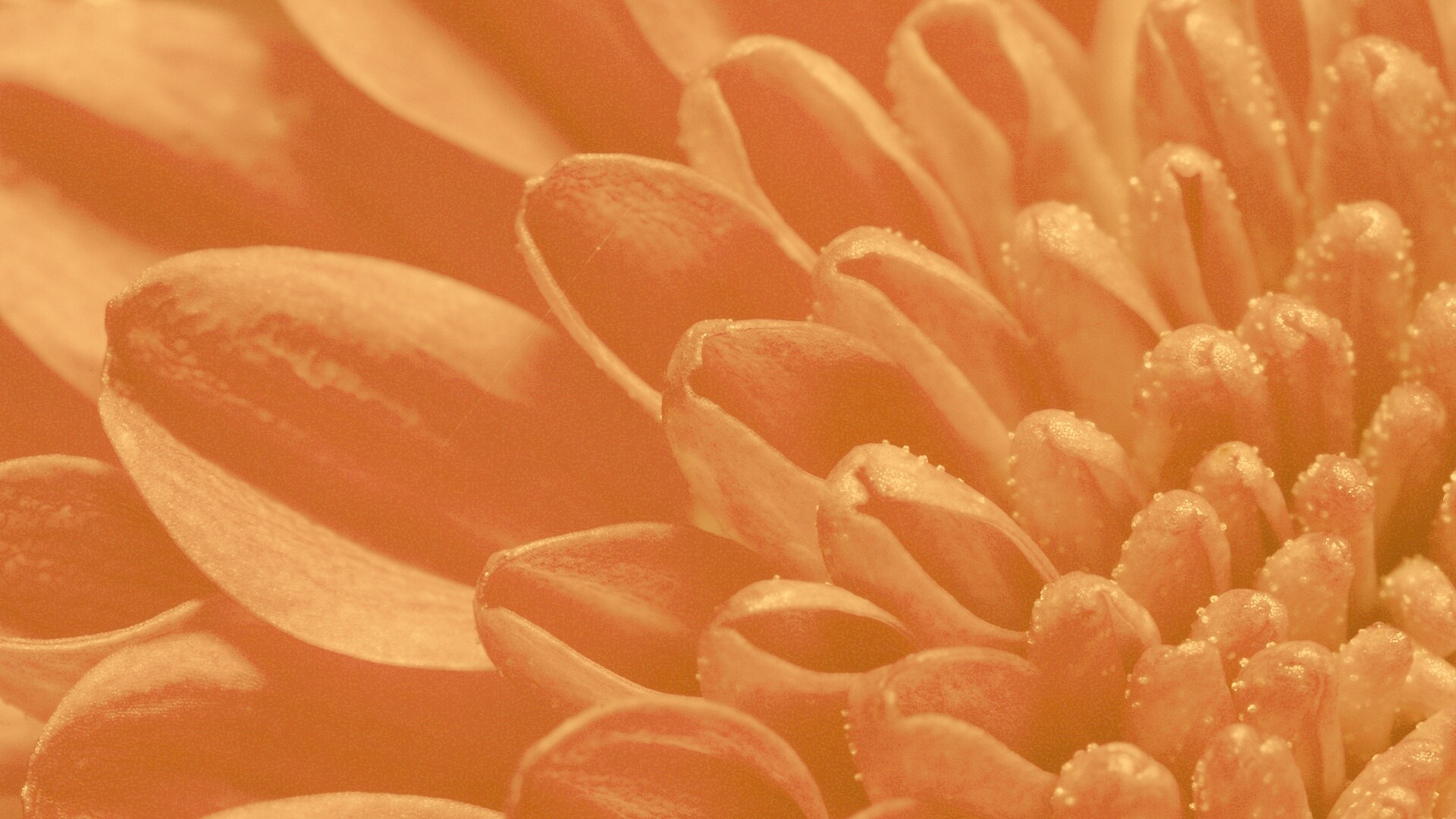 Лепестки хризантемы обои