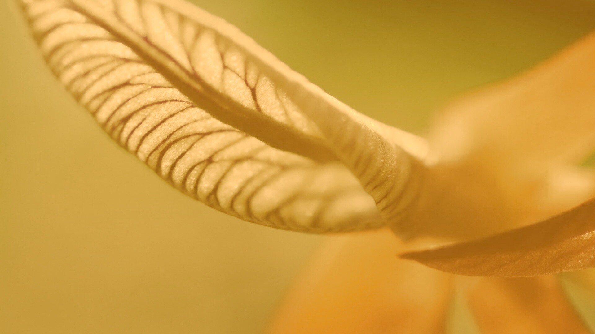 Сетчатый лист обои