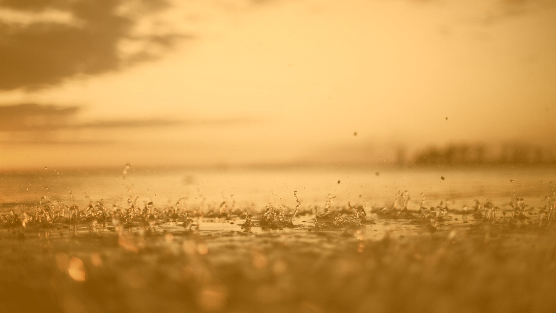 Дождь в макро обои