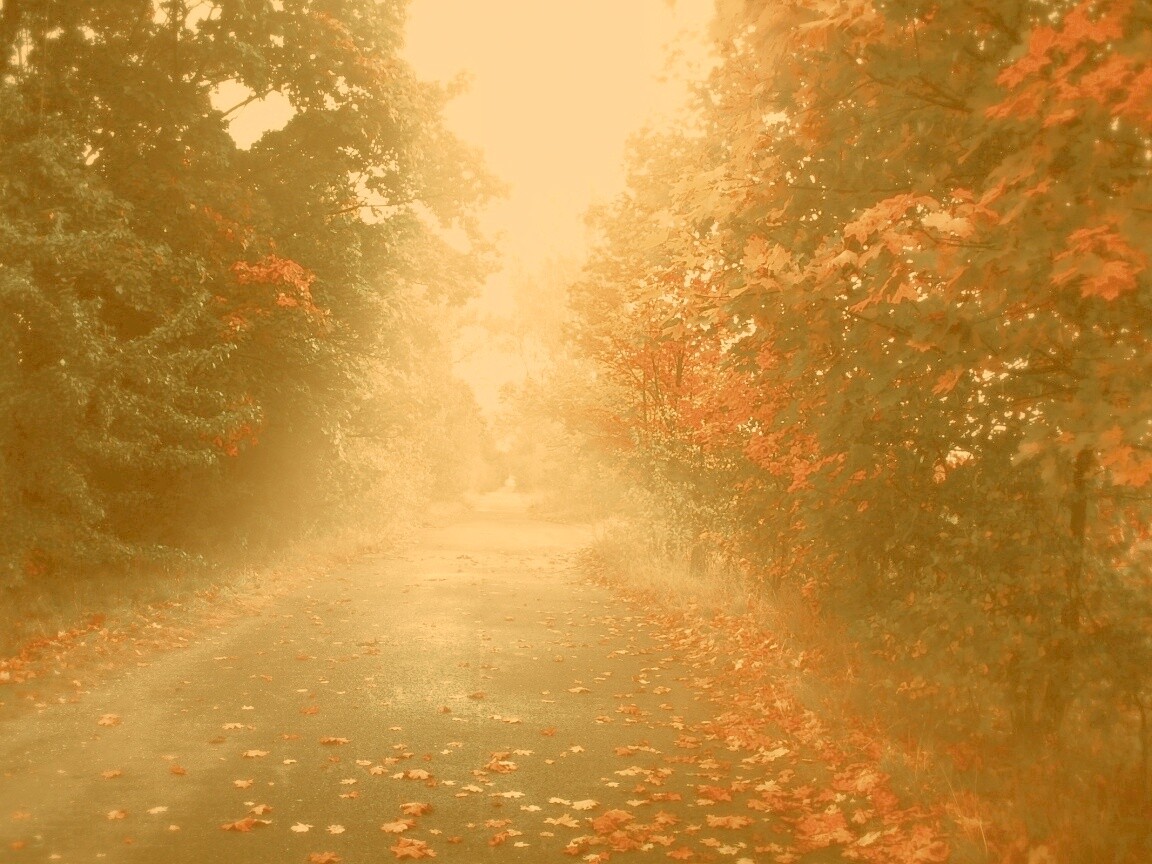 Желтая дорога обои