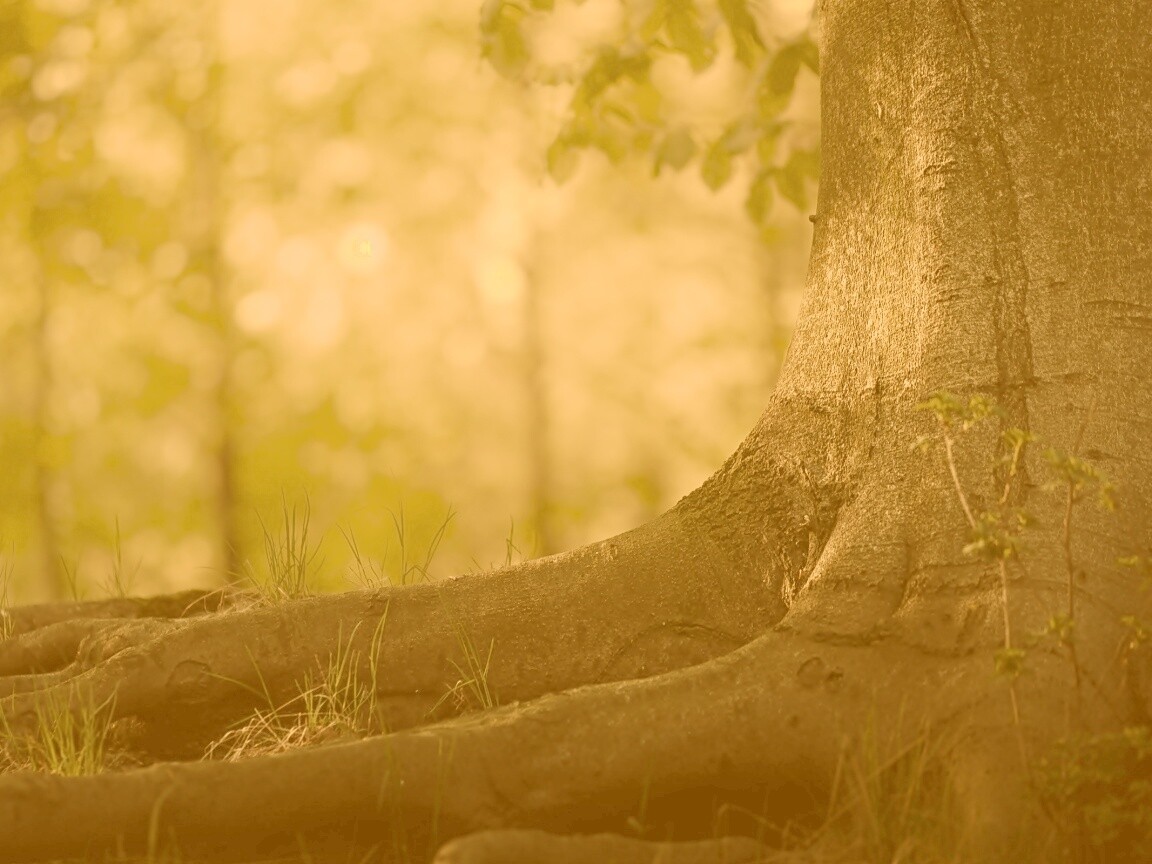 Корни дерева обои