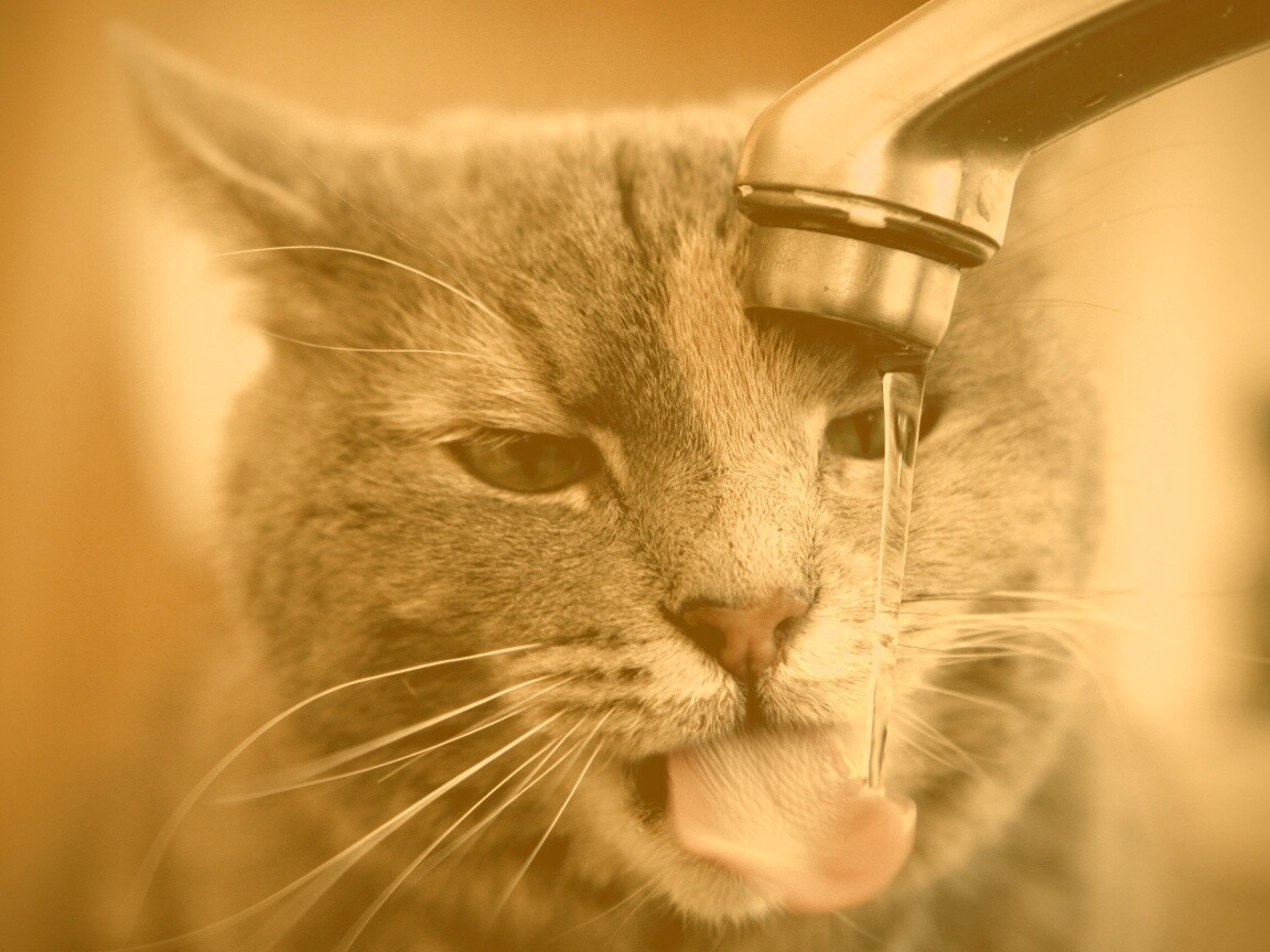 Кот пьет из под крана обои