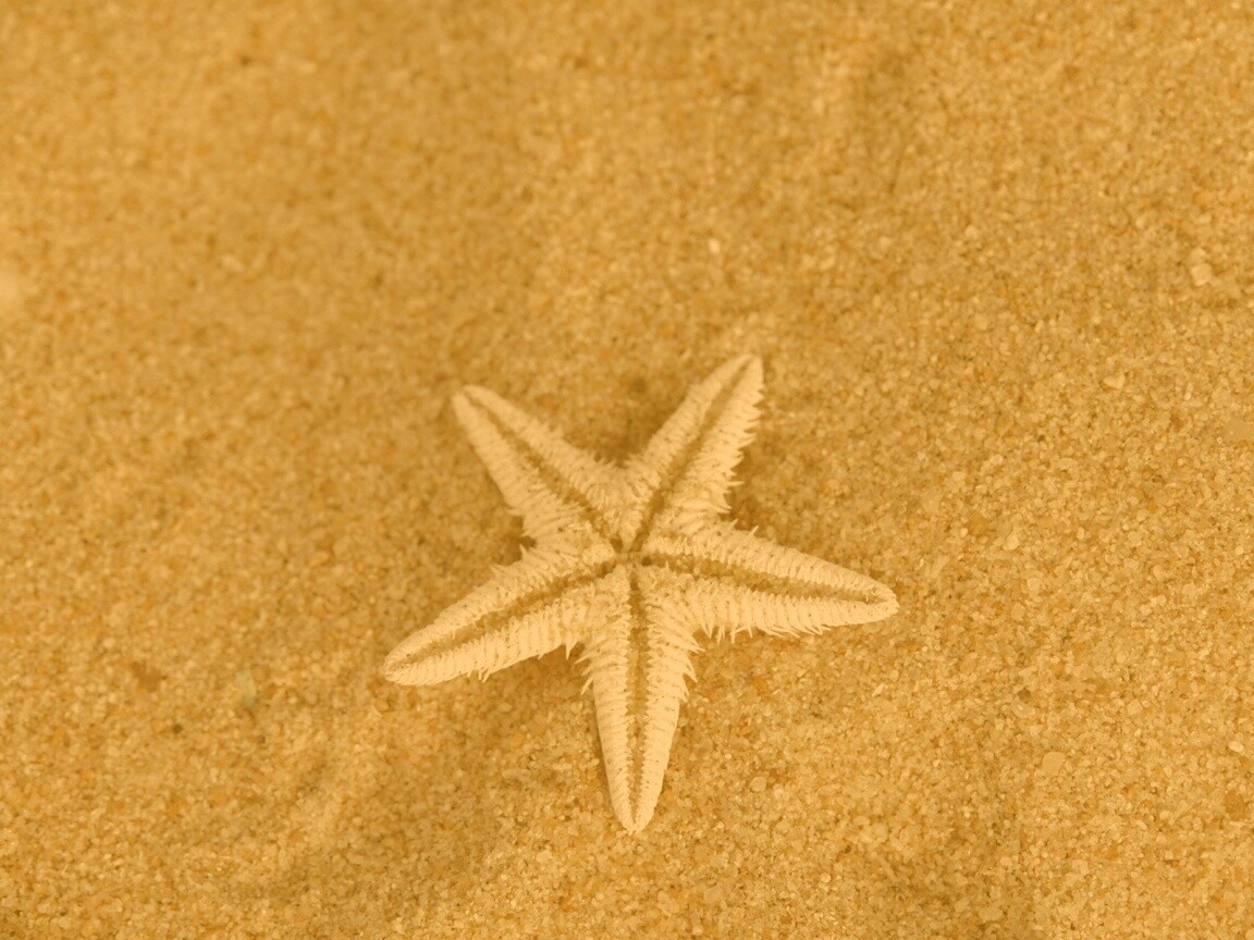 Морская звезда на песке обои