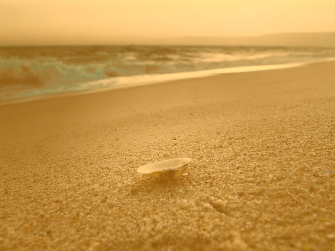 Ракушка не песчанном берегу обои