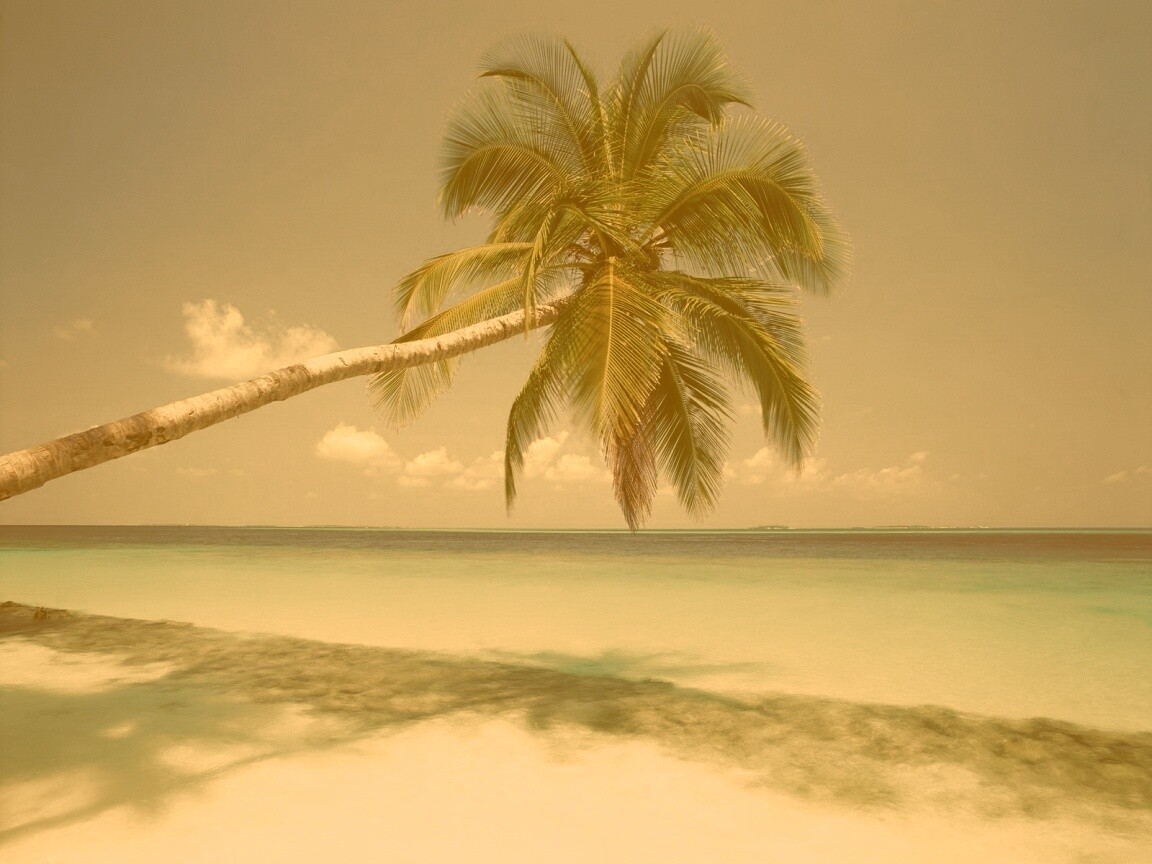 Пальма на лазурном берегу обои