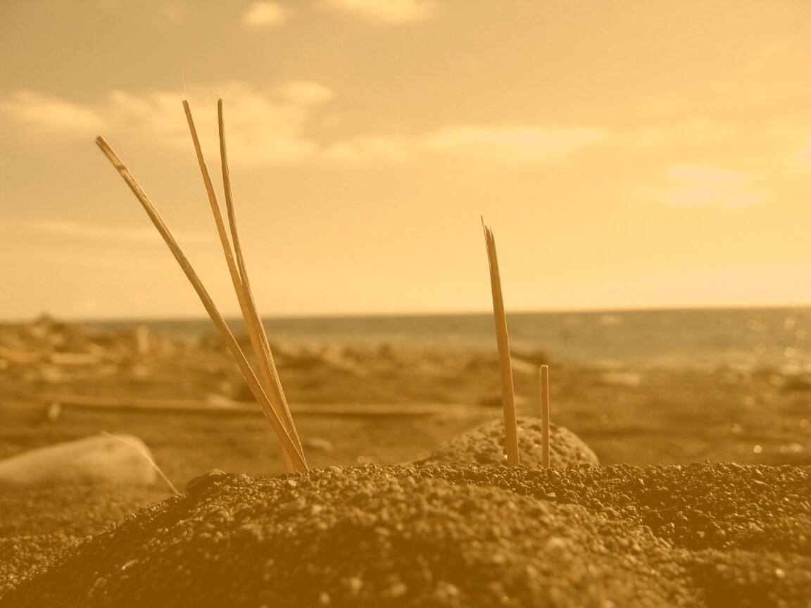 Солома на океанском берегу обои