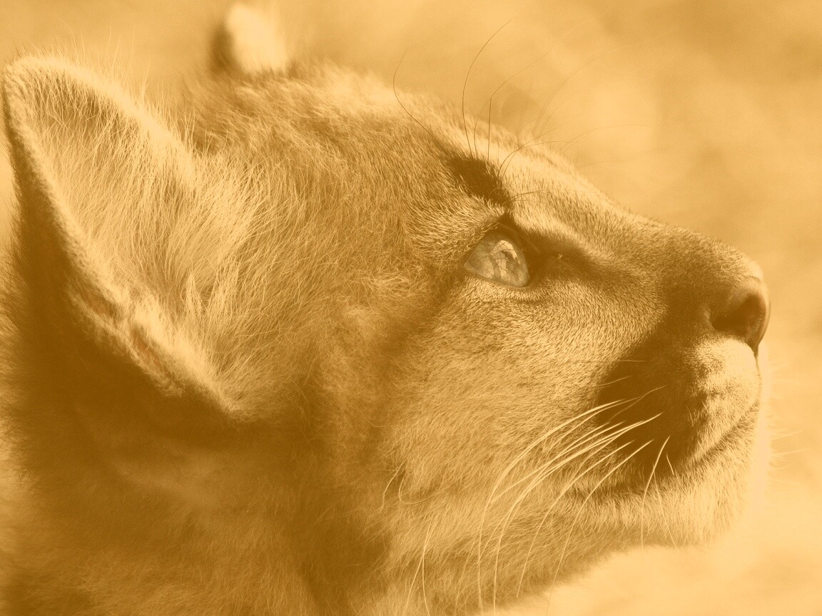 Оцелот смотрит вдаль обои