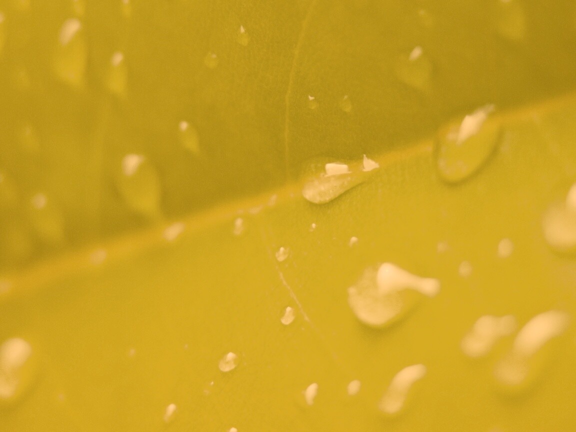 Капли на листе обои