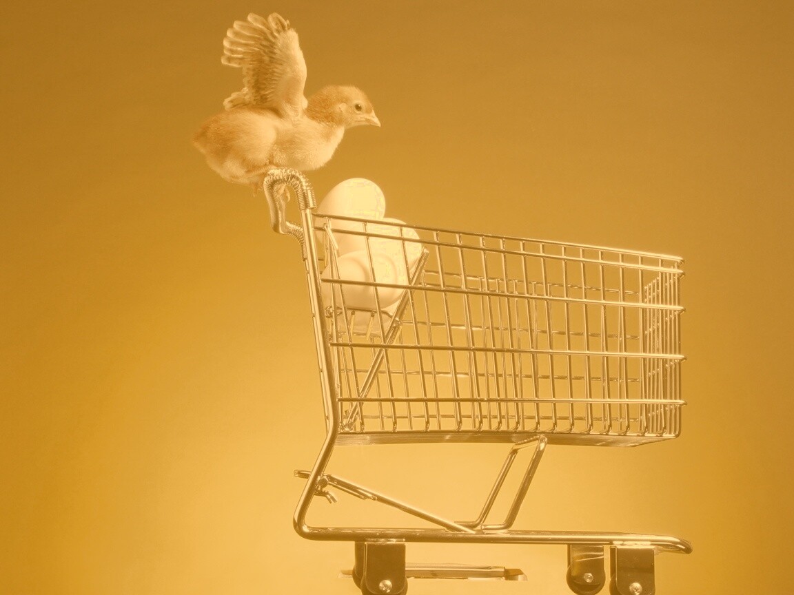 Цыплёнок покупает яйца обои