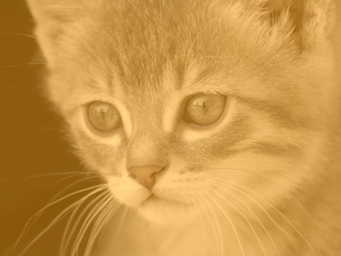 Мордочка котёнка обои