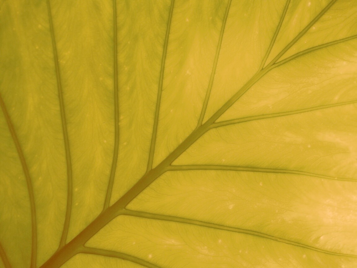 Макро фото листа обои