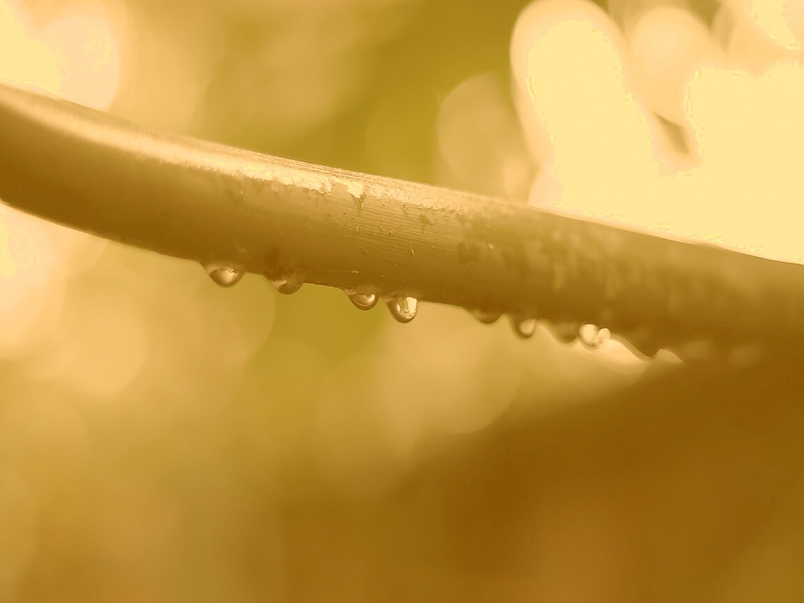 Капли на стебле обои
