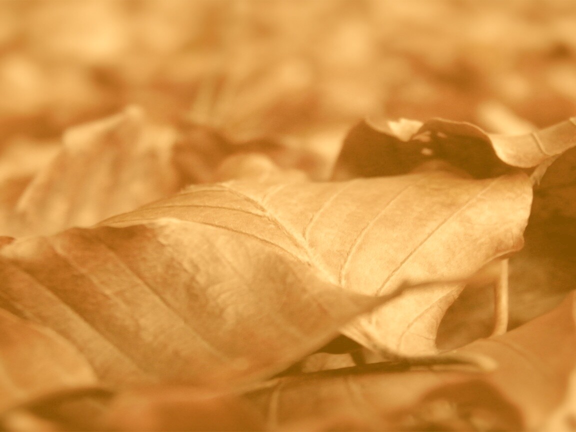 Мертвые листья обои