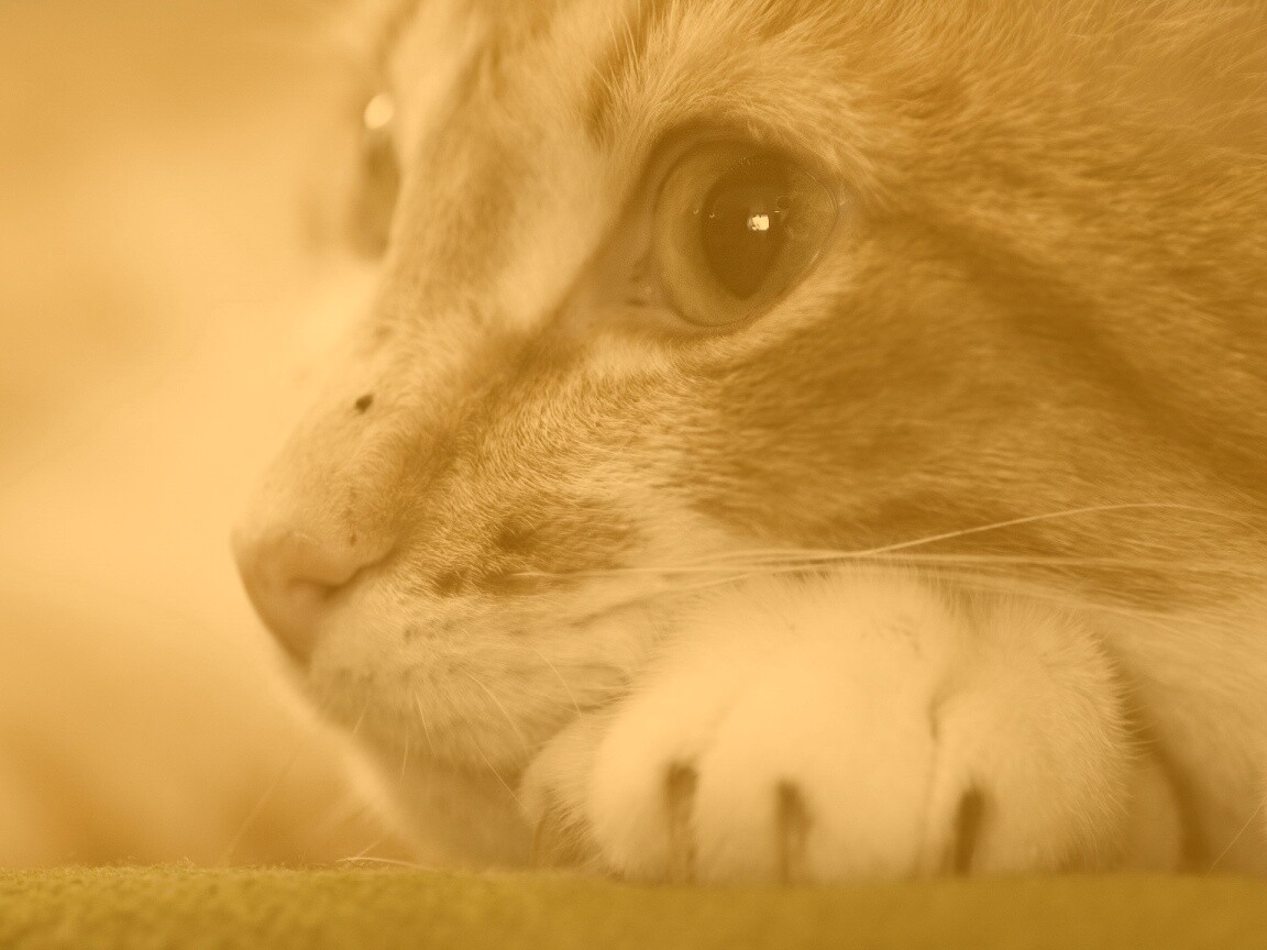 Мордочка на лапаках обои