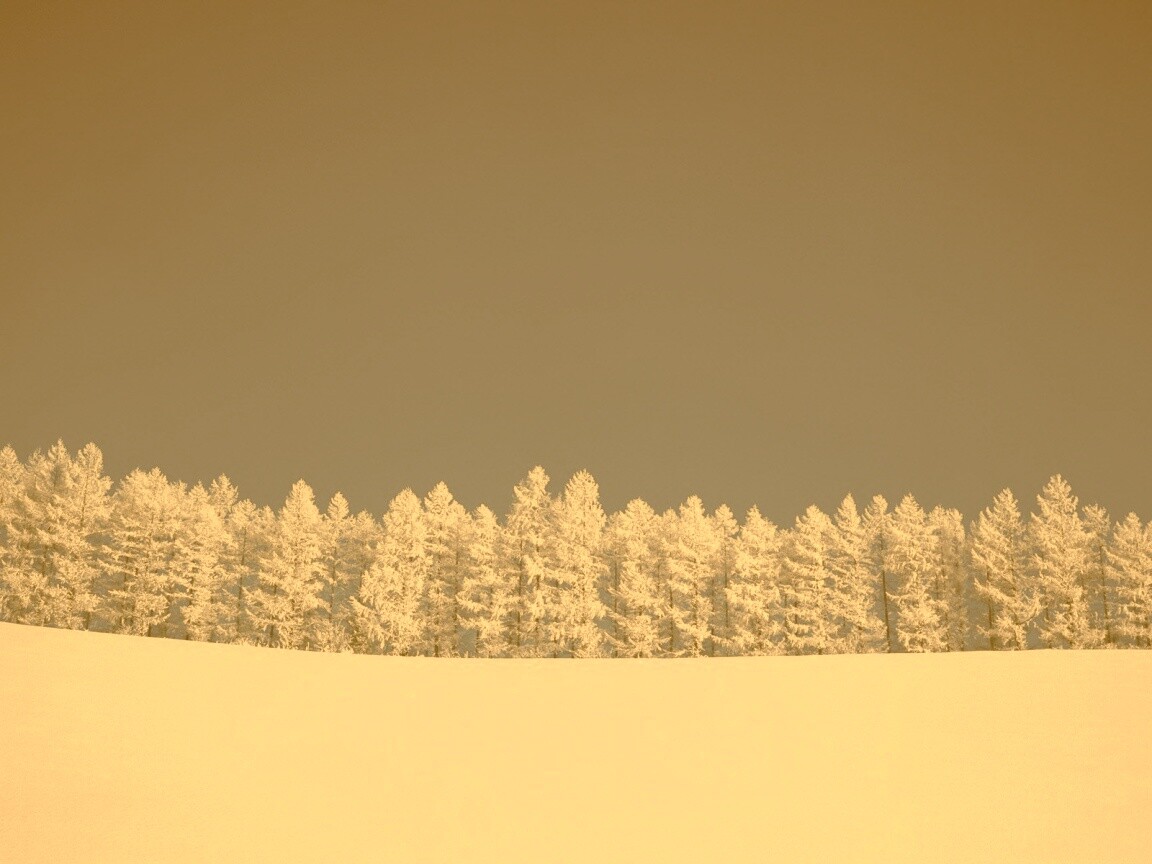 Заснеженный лес обои