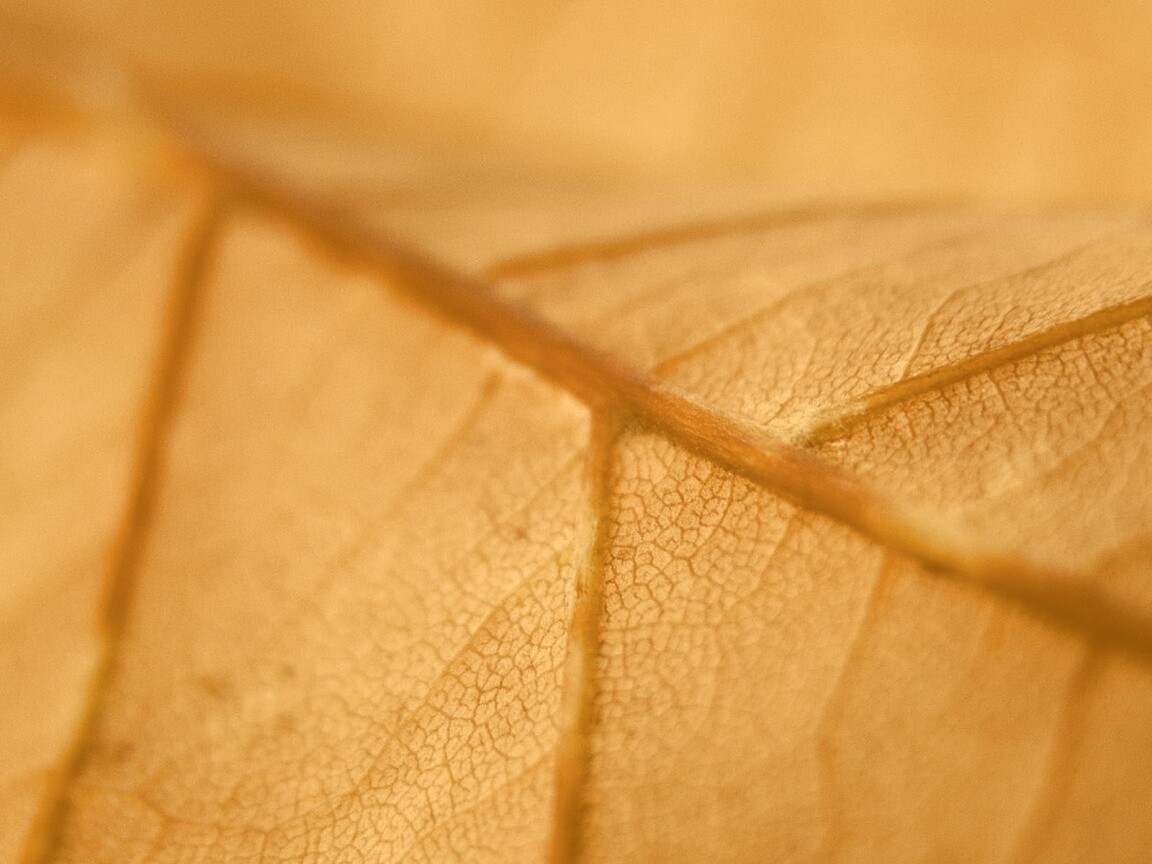 Желтый лист обои