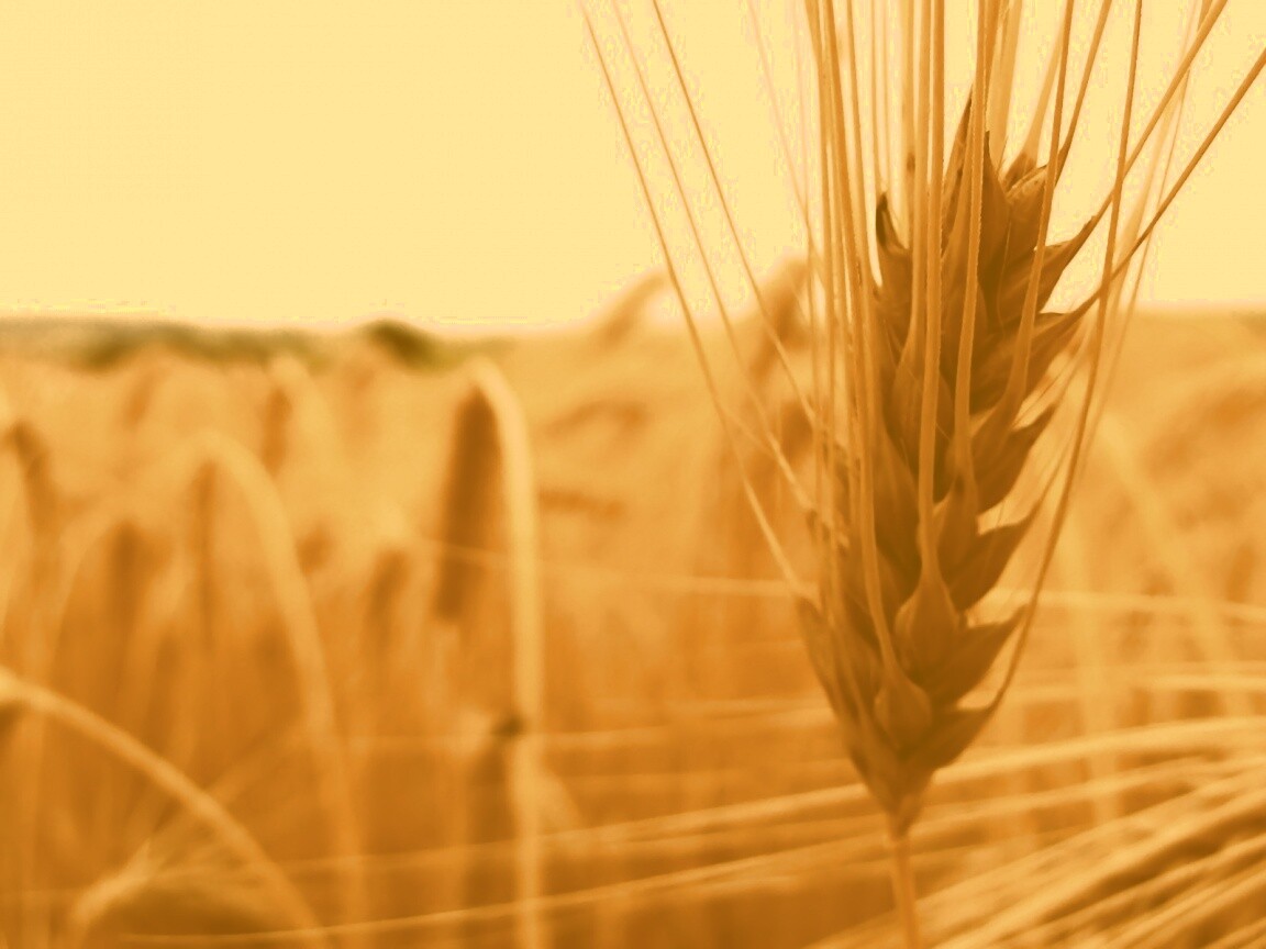 Короткий колос обои