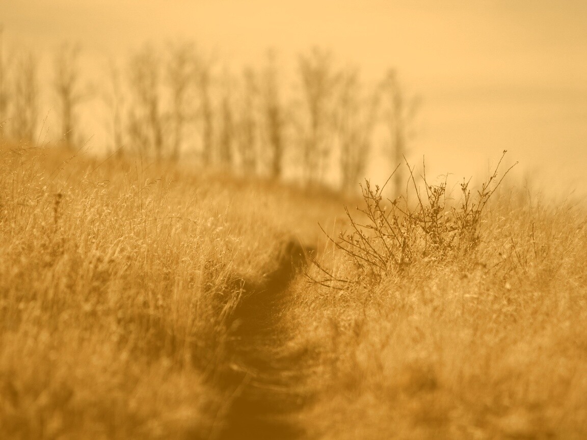 Тропинка в поле обои