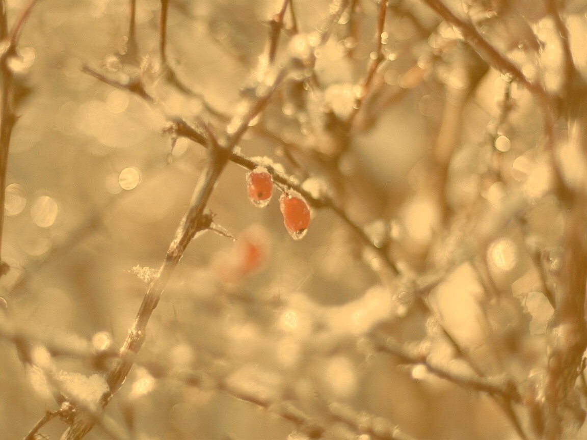 Замерзшие ягоды обои