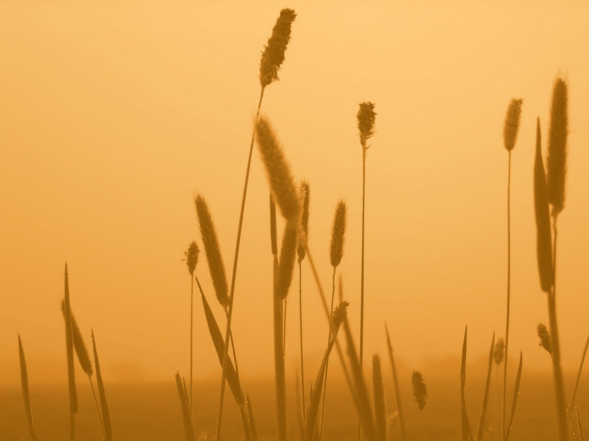 Травинки на фоне золотого неба обои