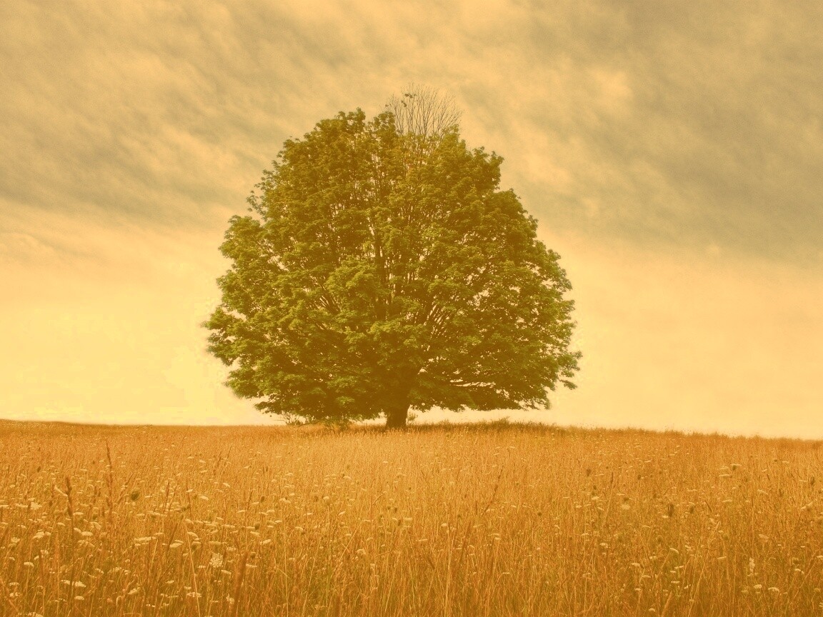 Зеленое дерево в желтом поле обои