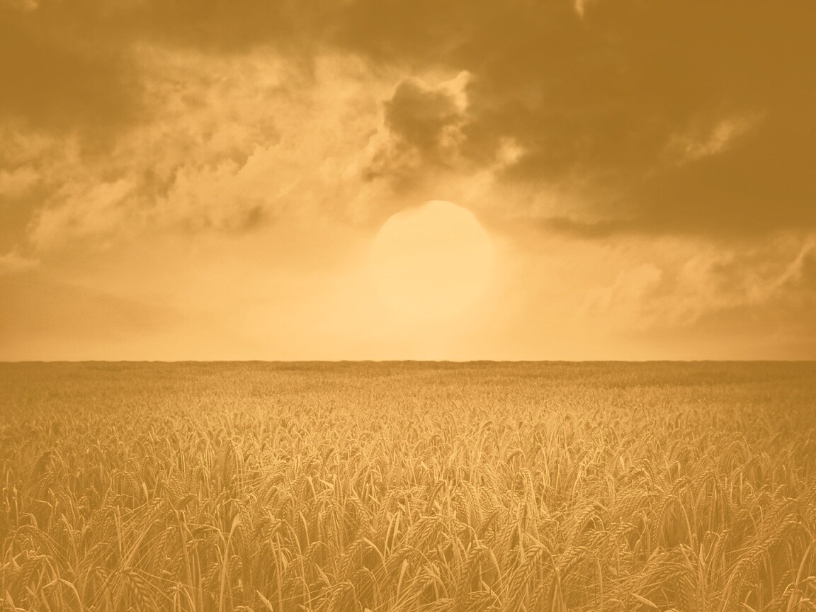 Закат над пшеничным полем обои