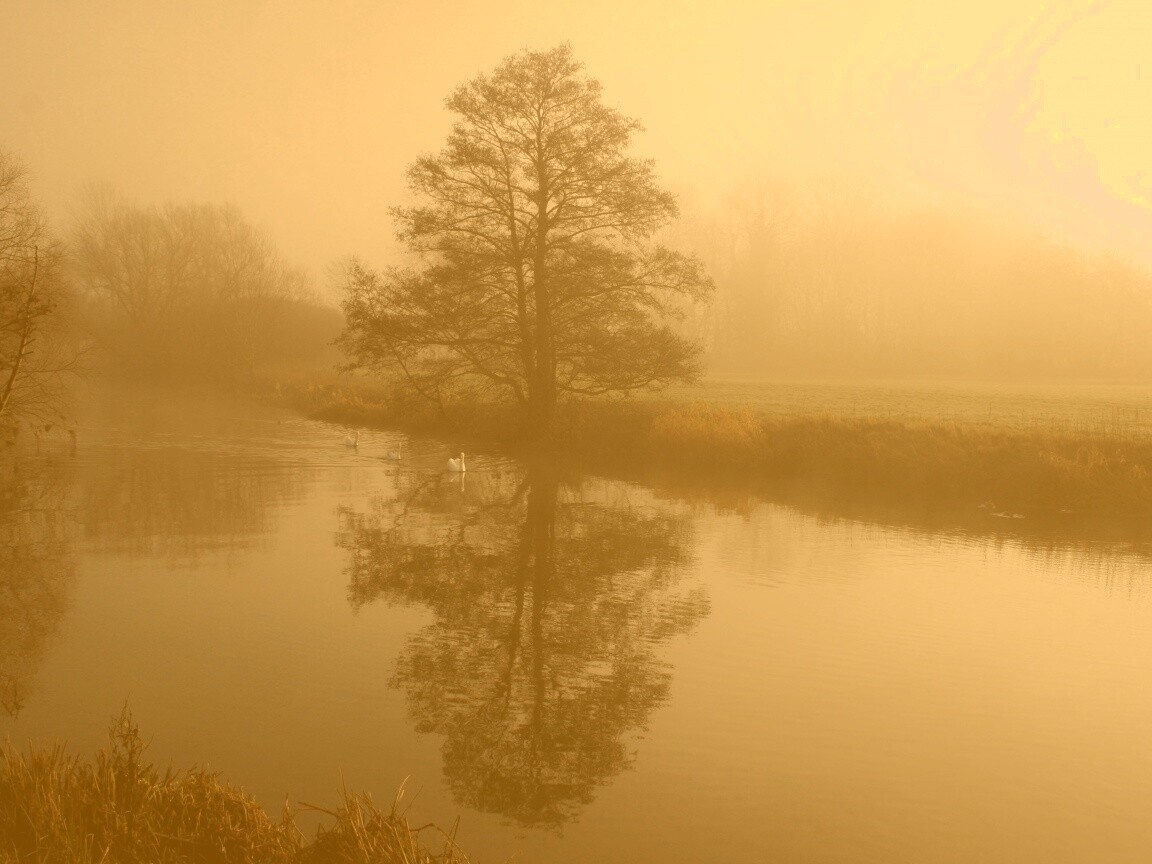 Дерево в тумане обои