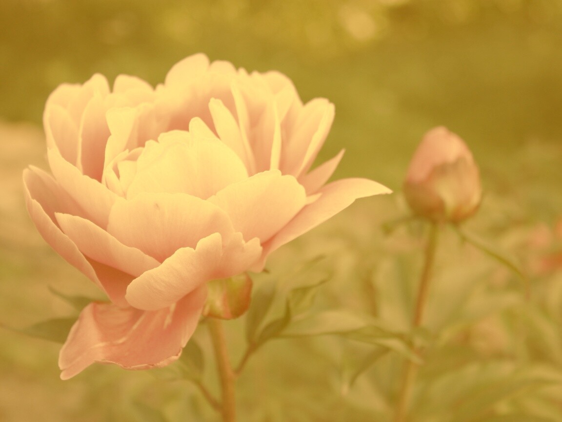 Розовый пион обои