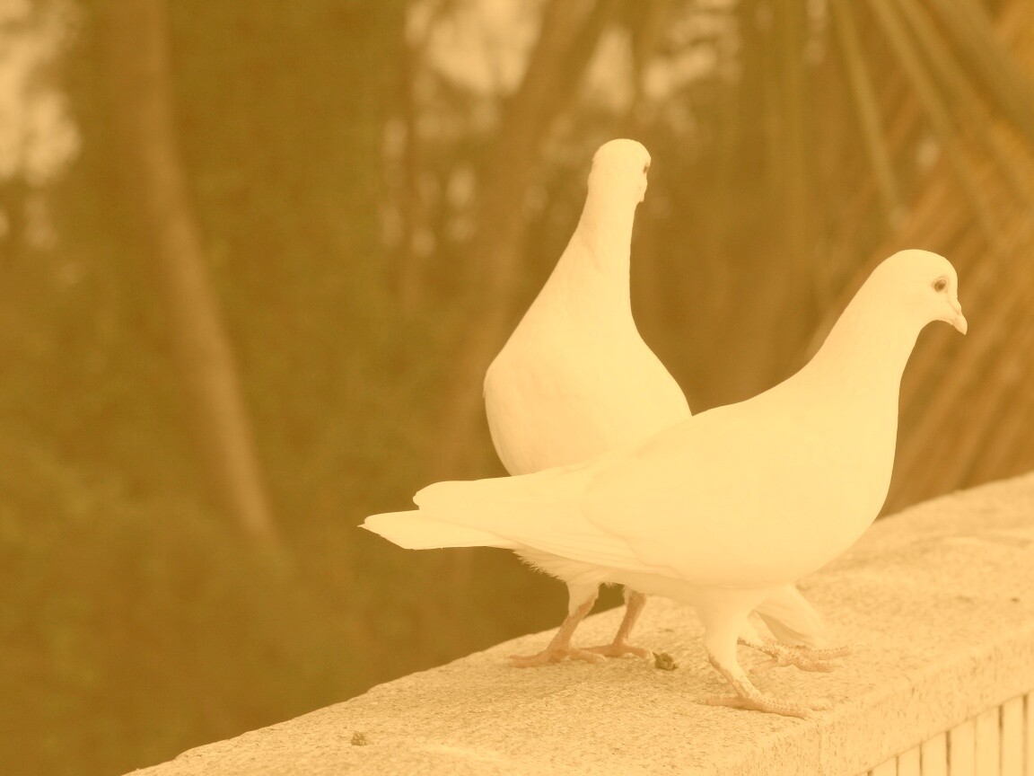 Два белых голубя обои