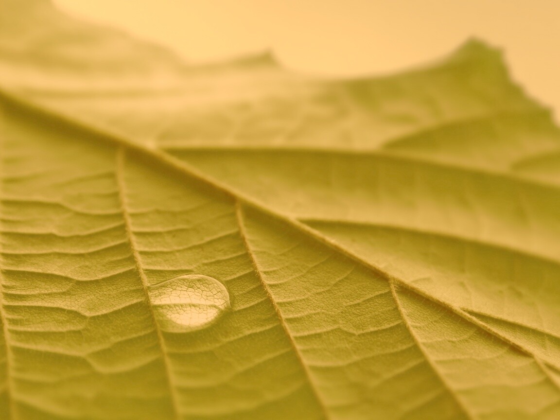 Капля на листе обои