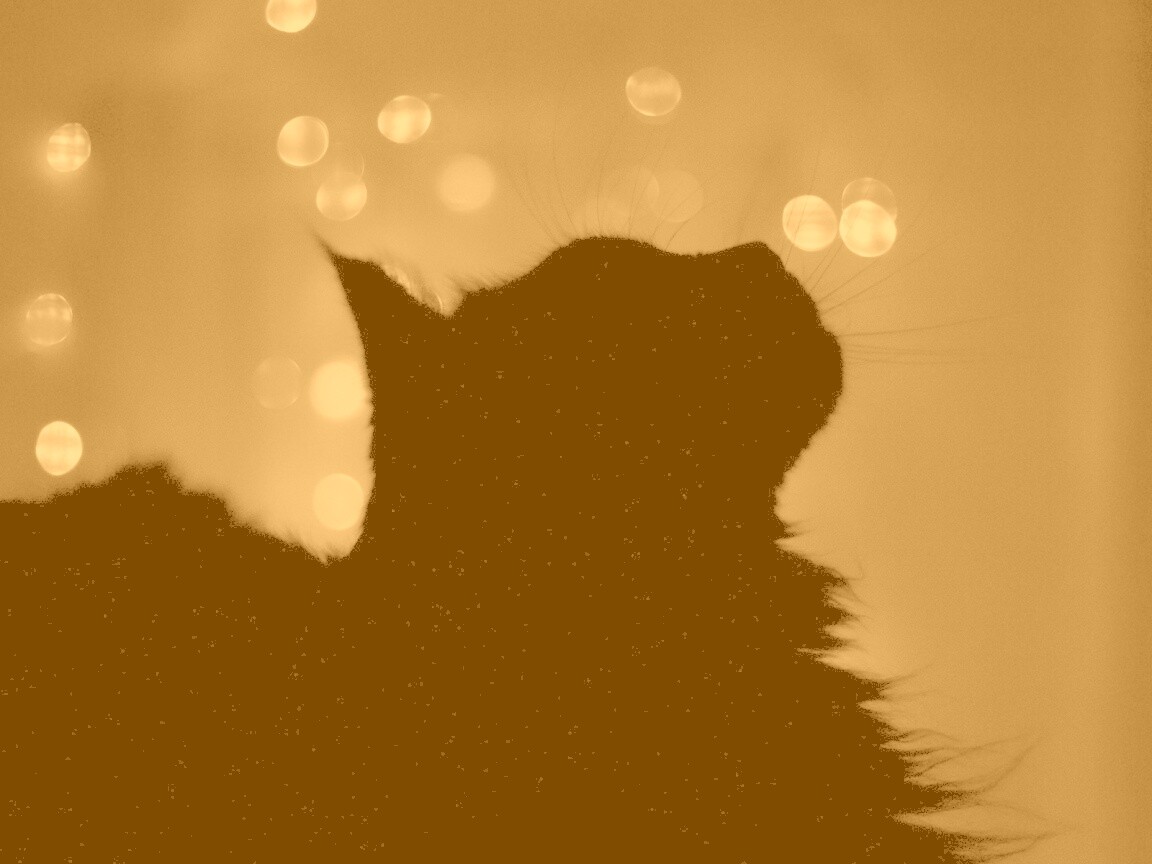 Силуэт черного кота обои