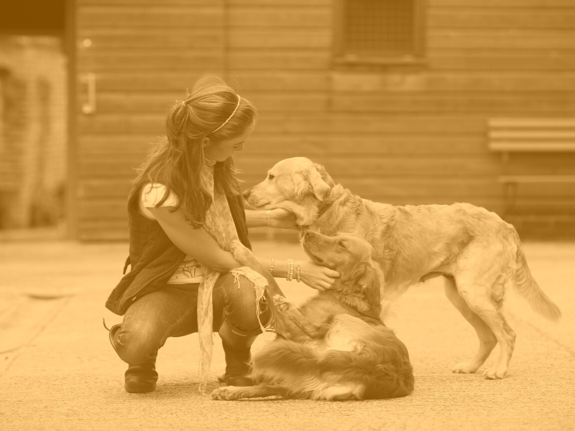 Девушка с собаками обои