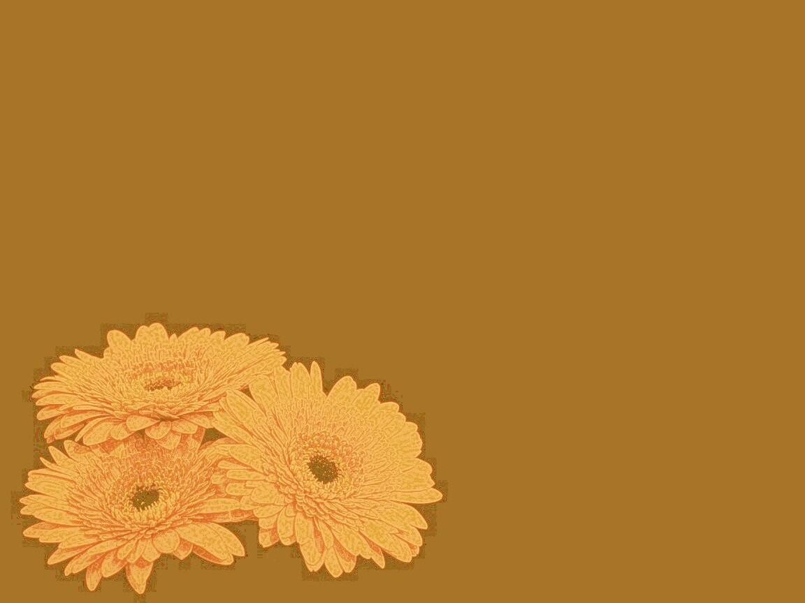 Красные герберы обои