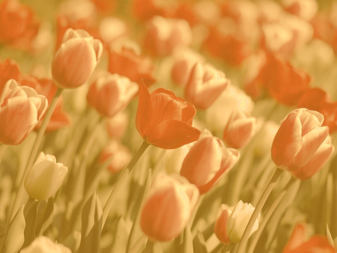 Тюльпаны обои